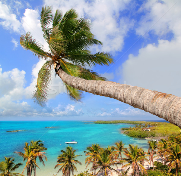 Palm tree in tropical perfect beach Stock photo © lunamarina