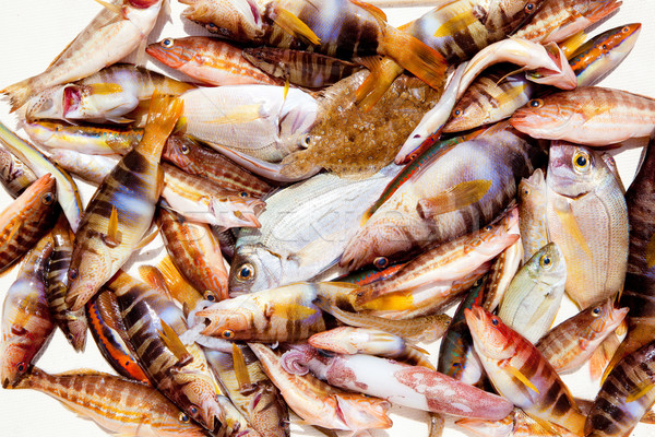 キャッチ 魚 地中海 イカ 海 健康 ストックフォト © lunamarina