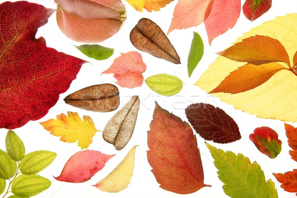 Autumn, fall leaves decorative still at studio white background Stock photo © lunamarina