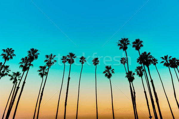 California sunset Palm tree rows in Santa Barbara Stock photo © lunamarina