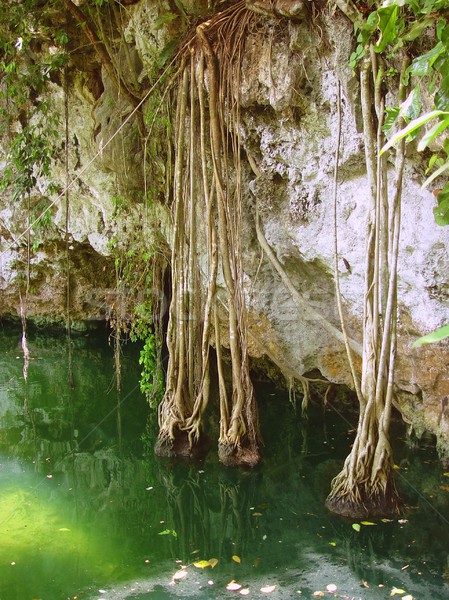 cenote Riviera Maya jungle mayan Quintana Roo Stock photo © lunamarina