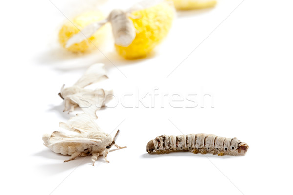Pillangó selyem kukac három mutat élet Stock fotó © lunamarina