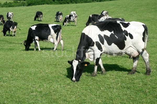 Cows on the meadow fresian cattle Stock photo © lunamarina