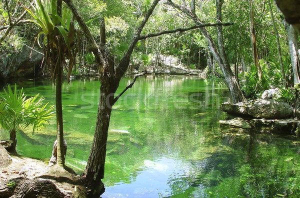 cenote Riviera Maya jungle mayan Quintana Roo Stock photo © lunamarina