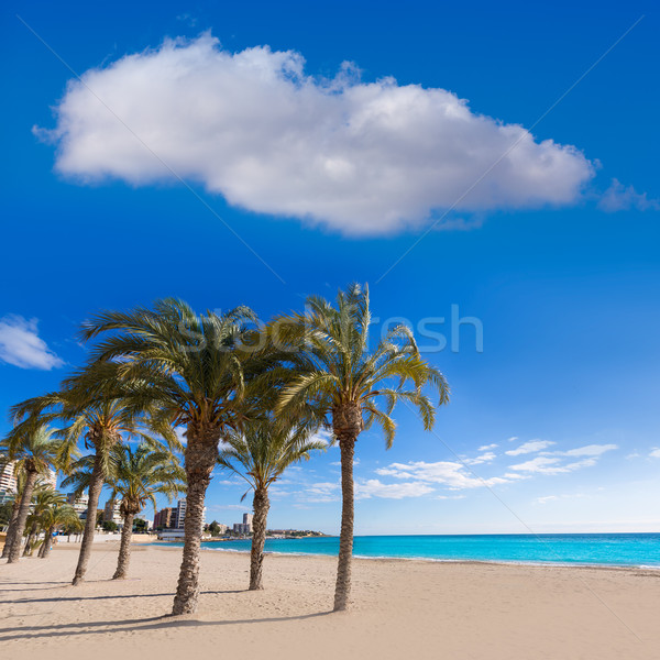 Alicante San Juan beach of La Albufereta with palms trees Stock photo © lunamarina