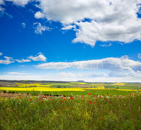 Cereal spring fields in Castilla Stock photo © lunamarina