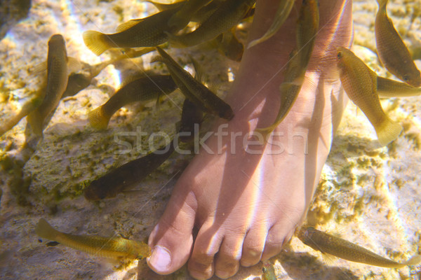 Cenotes Mexico fishes suck feet dead skin Stock photo © lunamarina