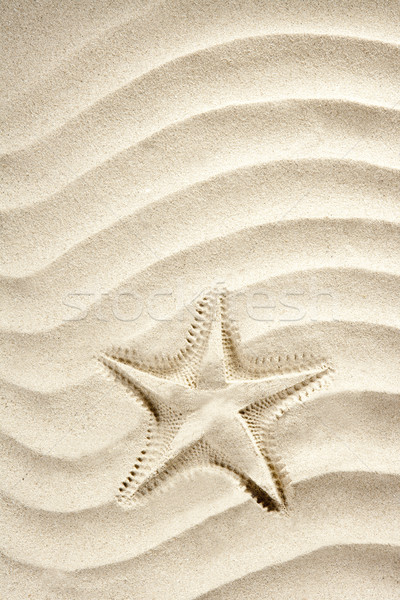 Imagine de stoc: Plajă · steaua · de · mare · imprima · alb · Insulele · Caraibe · nisip