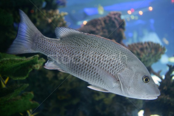Beautiful Snapper saltwater fish with gray scales swimming Stock photo © lunamarina