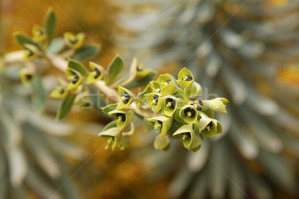 Leitoso planta foco flor flores Foto stock © lunamarina