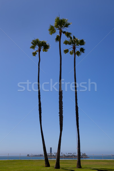 California palm trees on blue sky near long beach Stock photo © lunamarina