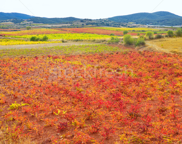 Carinena and Paniza vineyards in autumn red Zaragoza Spain Stock photo © lunamarina