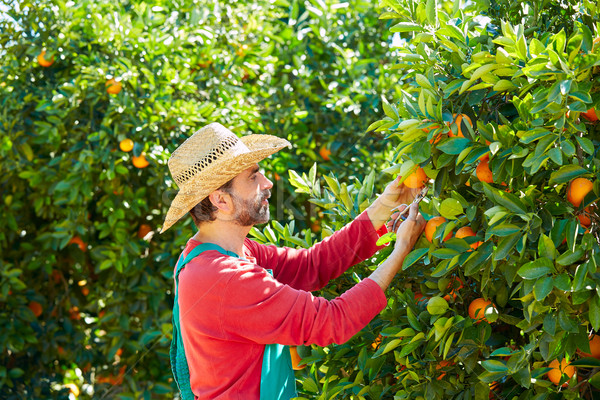 Gazda férfi aratás narancsok narancsfa mező Stock fotó © lunamarina