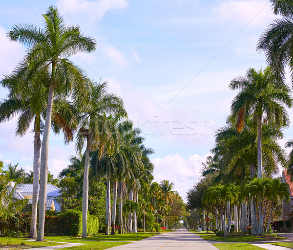 Naples beach streets with palm trees Florida US Stock photo © lunamarina