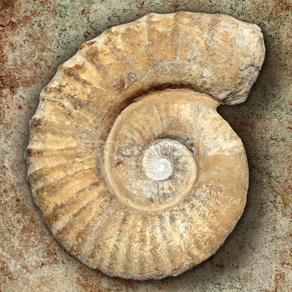 fossil spiral snail stone real ancient petrified shell Stock photo © lunamarina