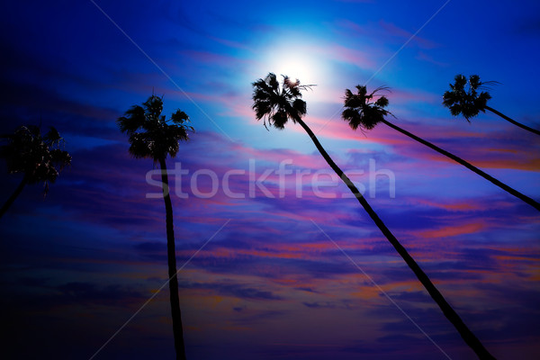 California palm trees sunset with colorful sky Stock photo © lunamarina