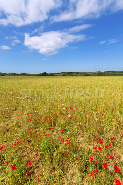 Menorca Ciutadella green grass meadows with red poppies Stock photo © lunamarina