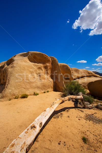 Joshua Tree National Park Jumbo Rocks Yucca valley Desert Califo Stock photo © lunamarina