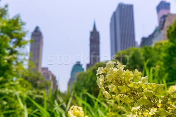 Central Park flowers Manhattan New York Stock photo © lunamarina