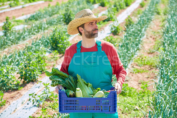 Farmer man harvesting vegetables in orchard Stock photo © lunamarina