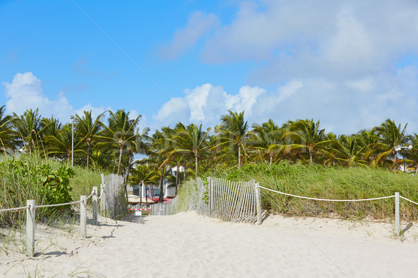 マイアミ ビーチ 入り口 ヤシの木 フロリダ 米国 ストックフォト © lunamarina