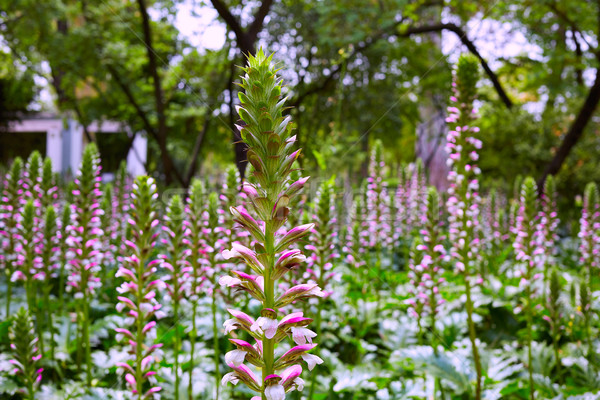 seville maria luisa park gardens spain Stock photo © lunamarina