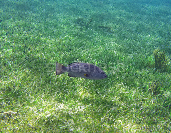 Stock photo: Grouper fish in Riviera Maya at Caribbean
