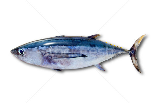Albacore tuna Thunnus alalunga fish isolated Stock photo © lunamarina