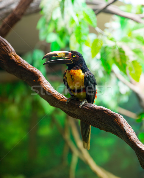 Collared Aracari Agarrado Pteroglossus torquatus toucan Stock photo © lunamarina
