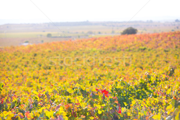 Foto d'archivio: Autunno · rosso · tramonto · cielo · alimentare