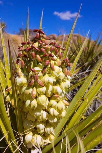 Yucca brevifolia flowers in Joshua Tree National Park Stock photo © lunamarina