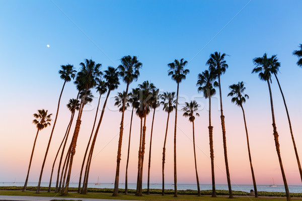 California sunset Palm tree rows in Santa Barbara Stock photo © lunamarina