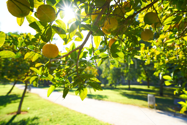 Valencia limonero parque jardines vista España Foto stock © lunamarina