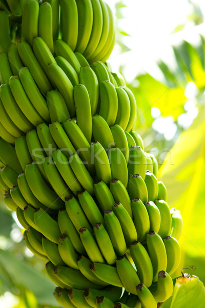 Stockfoto: Banaan · plantage · la · voedsel · vruchten