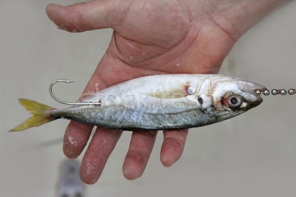 goggle eye mackerel live bait fish hook tackle Stock photo © lunamarina