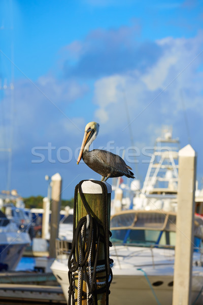 Fort lauderdale pasăre marina Florida pol SUA Imagine de stoc © lunamarina