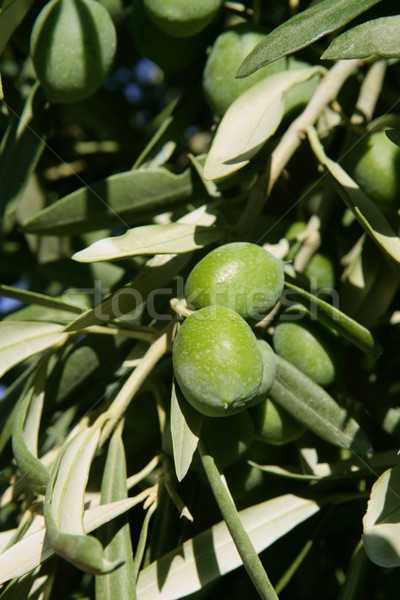 Green olive tree with macro closeup fruits Stock photo © lunamarina