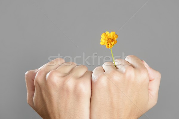Concept of plant growing from woman hands Stock photo © lunamarina