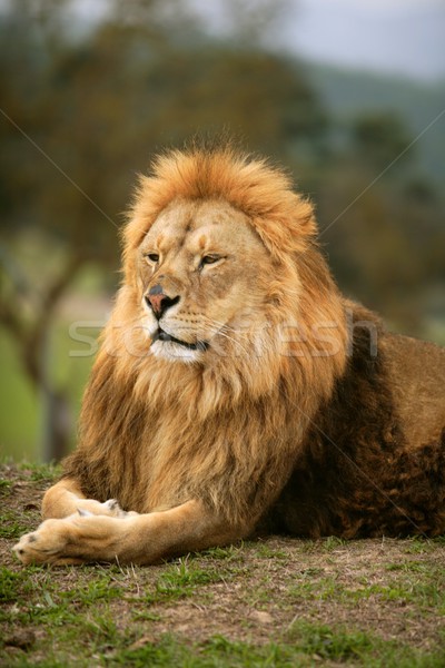 Beautiful Lion wild male animal portrait Stock photo © lunamarina