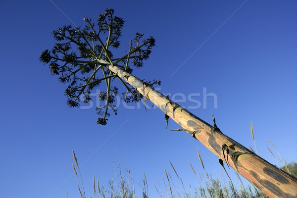 Agave, pitera, cactus from mediterranean sea shore Stock photo © lunamarina