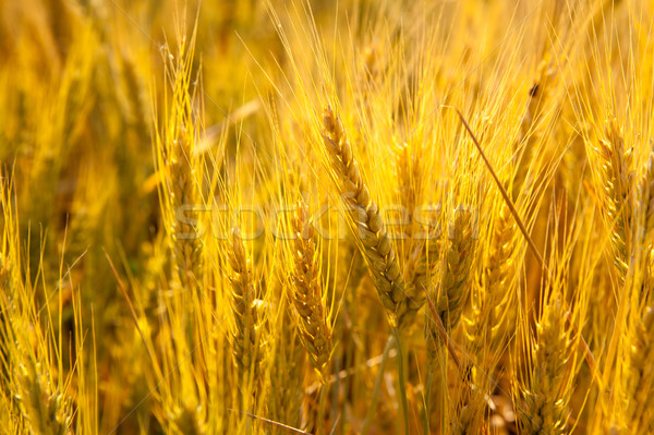 Wheat spikes in golden field with cereal Stock photo © lunamarina