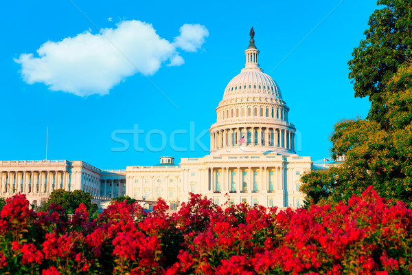 Gebäude Washington DC Kongress Sonnenlicht USA Blumen Stock foto © lunamarina
