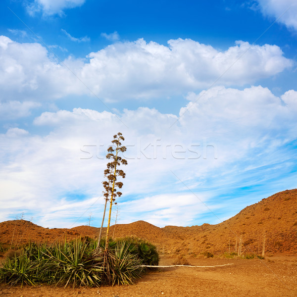 Almeria Cabo de Gata agave flowers in Spain Stock photo © lunamarina