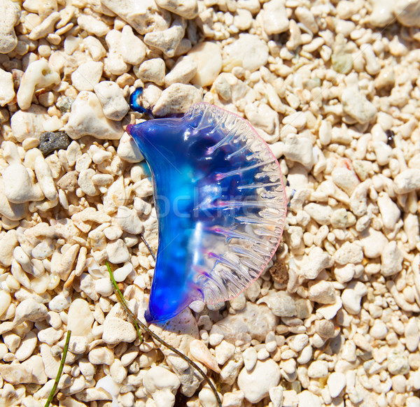 Сток-фото: человека · войны · медуз · опасный · Флорида · США
