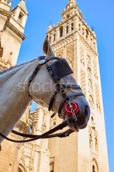 Kathedrale Turm Pferd Kopf Gebäude Stadt Stock foto © lunamarina