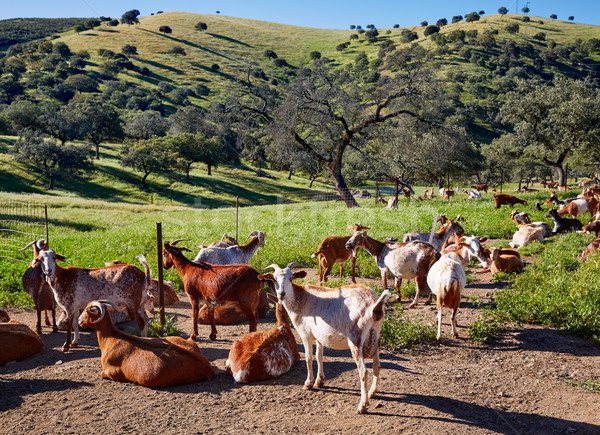 Via de la Plata way goats Sierra Norte Seville Stock photo © lunamarina