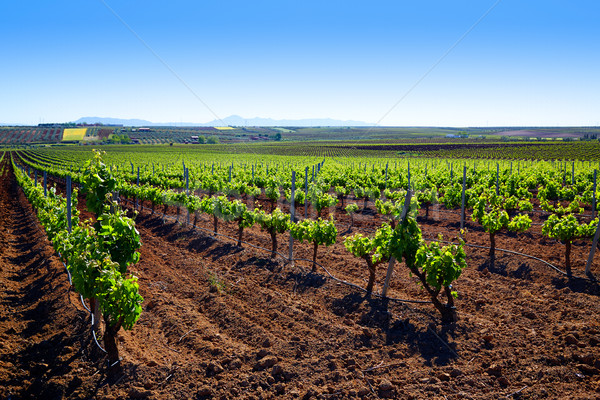 Ribera Guadiana vineyard Extremadura Spain Stock photo © lunamarina