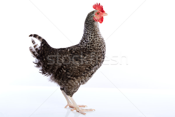 Stock photo: Coucou Cou Marans hen from France