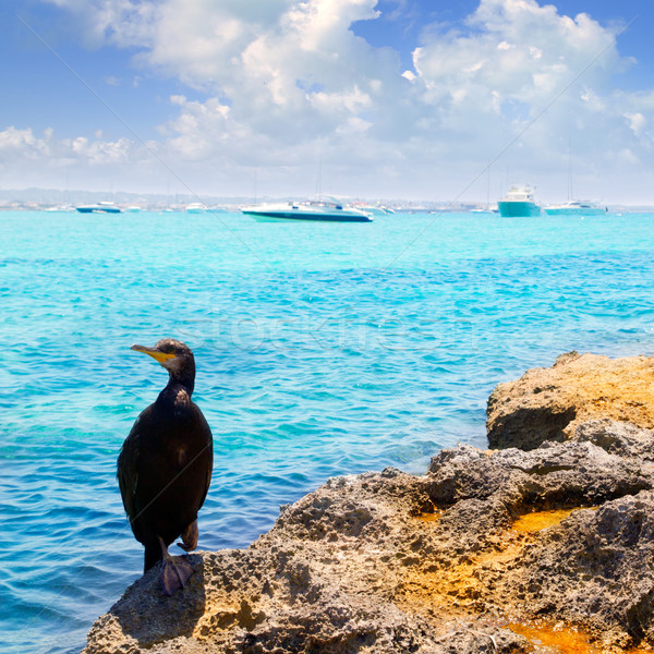 Cormoran bird in formentera rocks near La Savina Stock photo © lunamarina