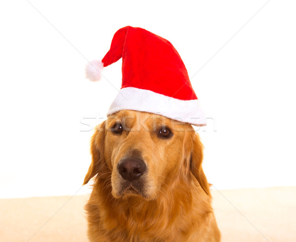 Golden retriever dog with chirstmas santa red hat  Stock photo © lunamarina